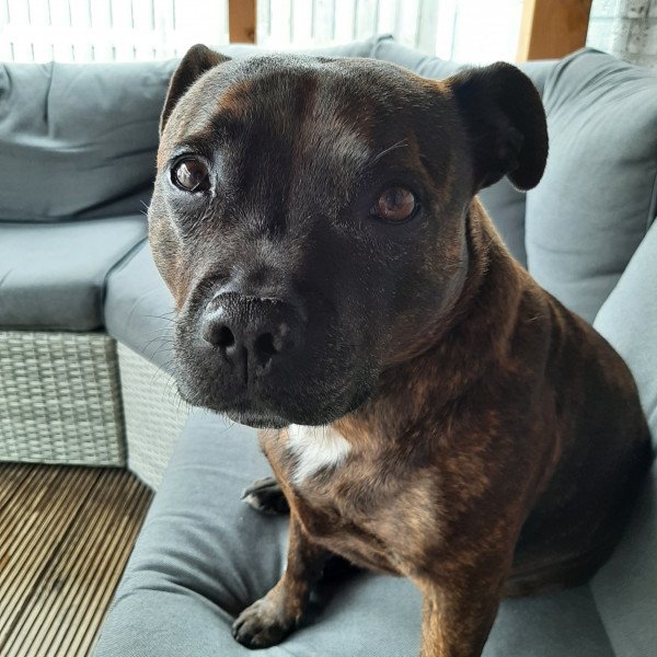 Elegant Staffordshire Bull Terrier dog